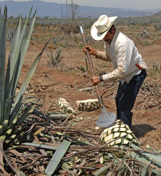 Worker processing agave for tequila